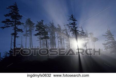 Sun Shining Through Tall Evergreens View Large Photo Image Stock Image - Sun Shining Through Tall Evergreens. Fotosearch