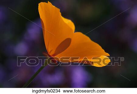 Sunlit Poppy View Large Photo Image Picture - Sunlit Poppy. Fotosearch