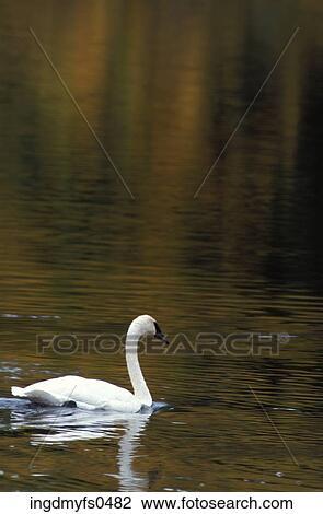 Swan Alone View Large Photo Image Stock Image - Swan Alone. Fotosearch