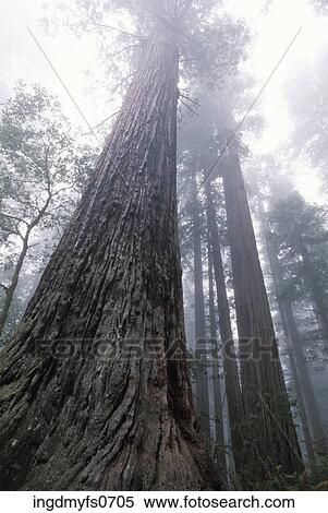 Tall Trees in Forest View Large Photo Image Stock Photography - Tall Trees in Forest. Fotosearch