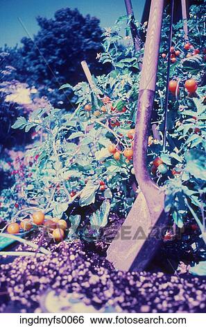 Tomatoes on the Vine in Garden View Large Photo Image Stock Photograph - Tomatoes on the Vine in Garden. Fotosearch