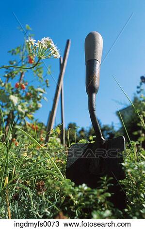 Stock Image - Tomatoes on the Vine in the Garden. Fotosearch