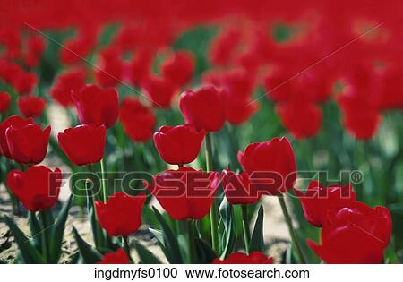Tulip Nursery View Large Photo Image Stock Image - Tulip Nursery. Fotosearch