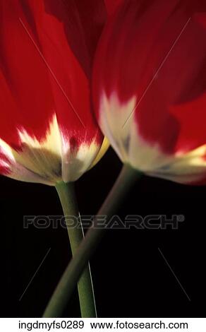 Tulips View Large Photo Image Stock Photo - Tulips. Fotosearch