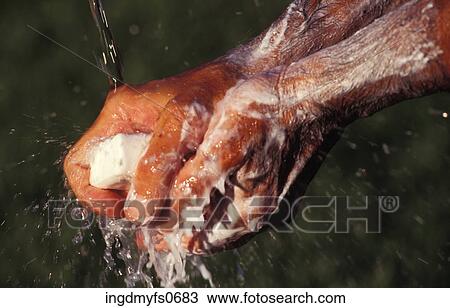 Washing Hands With Bar of Soap View Large Photo Image Stock Image - Washing Hands With Bar of Soap. Fotosearch
