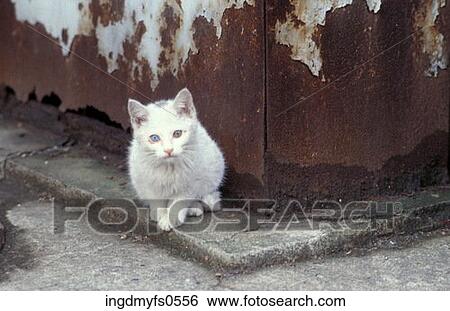 White Cat in Urban Setting View Large Photo Image Stock Photograph - White Cat in Urban Setting. Fotosearch