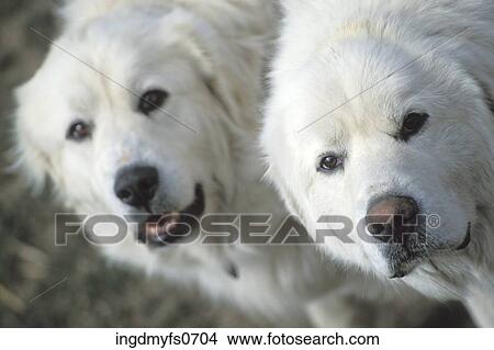 Picture - White Dogs. Fotosearch