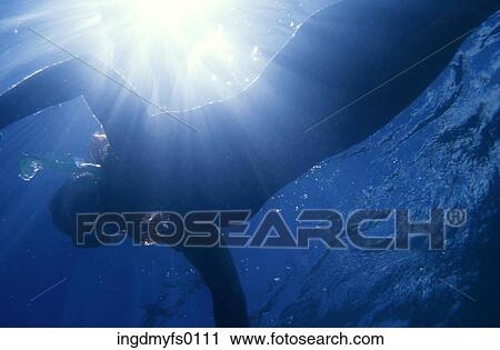 Woman Swimming Under Water View Large Photo Image Stock Image - Woman Swimming Under Water. Fotosearch