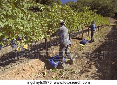 Workers Picking Grapes View Large Photo Image Stock Photography - Workers Picking Grapes. Fotosearch