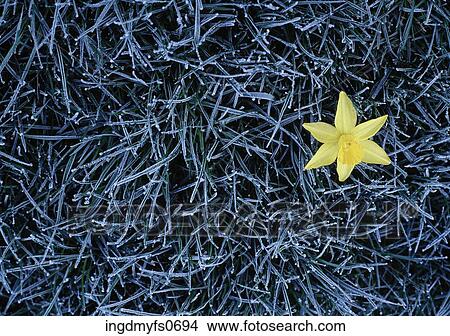 Yellow Flower on Frosty Grass View Large Photo Image Picture - Yellow Flower on Frosty Grass. Fotosearch