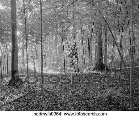 Young Forest View Large Photo Image Picture - Young Forest. Fotosearch