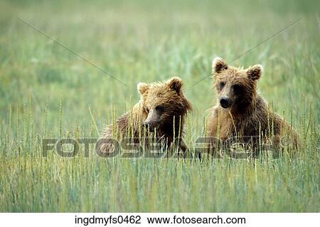 Young Grizzly Bears Hanging Out View Large Photo Image Stock Image - Young Grizzly Bears Hanging Out. Fotosearch