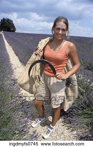 Young Woman Harvesting Lavender View Large Photo Image Stock Photography - Young Woman Harvesting Lavender. Fotosearch