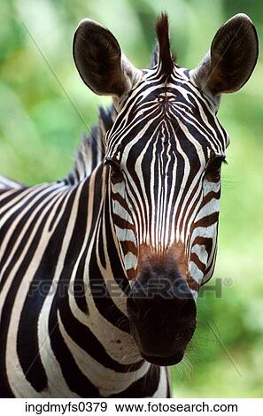 Stock Photo - Zebra. Fotosearch