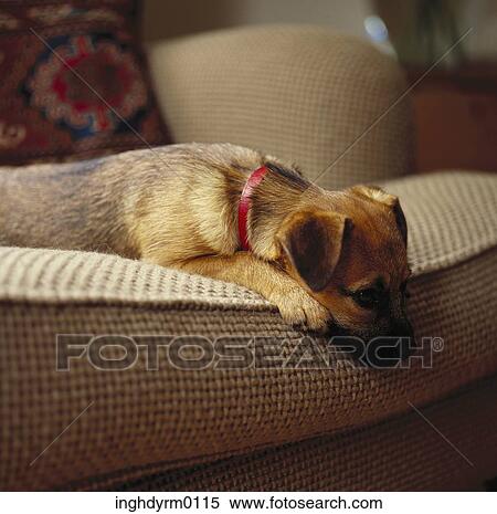 Close-up of a pet dog lying on a couch View Large Photo Image Stock Photography - Close-up of a pet dog lying on a couch. Fotosearch