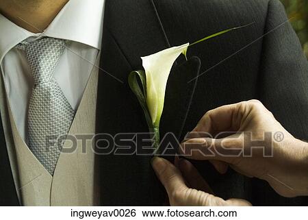Close-up of a flower being pinned to the lapel of a groom View Large Photo Image Stock Photograph - Close-up of a flower being pinned to the lapel of a groom. Fotosearch