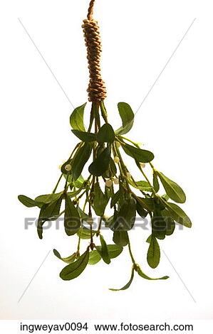 Close-up of a sprig of mistletoe hung upside down View Large Photo Image Picture - Close-up of a sprig of mistletoe hung upside down. Fotosearch