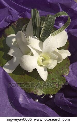 Close-up of a water lily corsage in purple paper View Large Photo Image Stock Photography - Close-up of a water lily corsage in purple paper. Fotosearch
