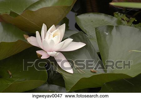 Close-up of a water lily View Large Photo Image Stock Photo - Close-up of a water lily. Fotosearch