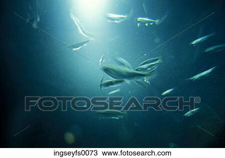 A School Of Small Fish Swimming In A Sunlit Pool View Large Photo Image Stock Image - A School Of Small Fish Swimming In A Sunlit Pool. Fotosearch