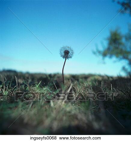 A Single Dandelion Standing In Grass View Large Photo Image Stock Photo - A Single Dandelion Standing In Grass. Fotosearch