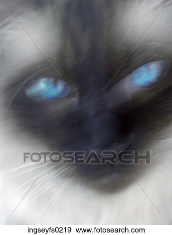 Abstract Face Of A Menacing Cat View Large Photo Image Stock Photo - Abstract Face Of A Menacing Cat. Fotosearch