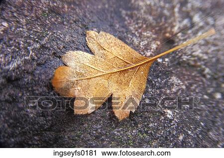 An Autumn Leaf Stuck To The Pavement View Large Photo Image Stock Image - An Autumn Leaf Stuck To The Pavement. Fotosearch