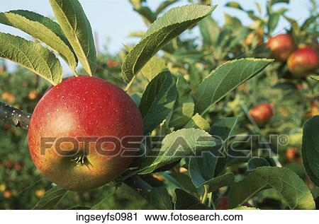 Apple on the Branch View Large Photo Image Stock Image - Apple on the Branch. Fotosearch
