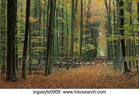 Autumn in the Woods View Large Photo Image Stock Photo - Autumn in the Woods. Fotosearch