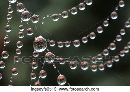 Stock Image - Beads of Dew on a Spiderweb. Fotosearch
