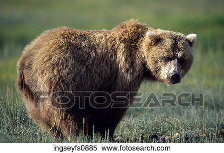 Stock Photography - Bear in the Wild. Fotosearch
