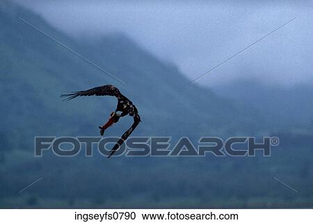 Bird Catching a Fish View Large Photo Image Stock Image - Bird Catching a Fish. Fotosearch