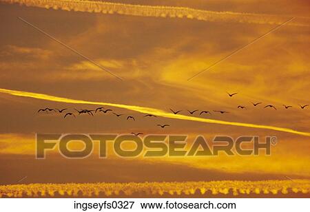 Birds Flying In Yellow Sky View Large Photo Image Stock Photo - Birds Flying In Yellow Sky. Fotosearch