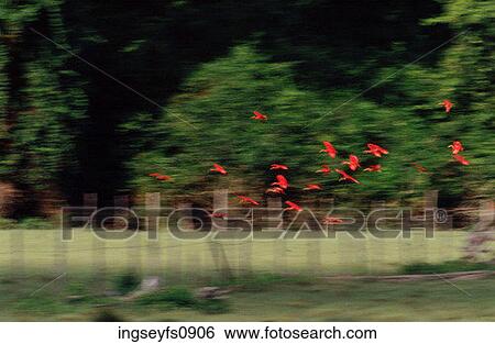 Stock Photograph - Birds Taking Flight. Fotosearch