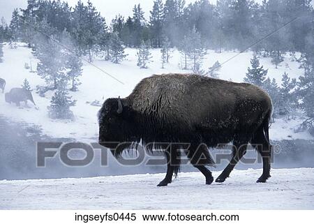 Bison in Yellowstone National Park View Large Photo Image Stock Photography - Bison in Yellowstone National Park. Fotosearch