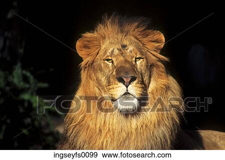 Bored Lion View Large Photo Image Stock Photo - Bored Lion. Fotosearch