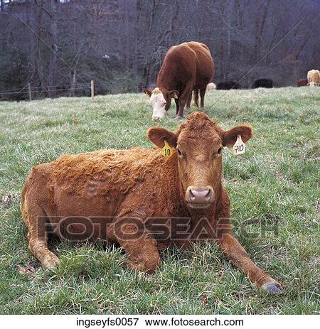 Brown Cows Grazing In A Field View Large Photo Image Stock Photo - Brown Cows Grazing In A Field. Fotosearch