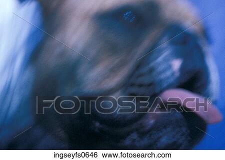 Bulldog's Face with Tongue View Large Photo Image Stock Photograph - Bulldog's Face with Tongue. Fotosearch