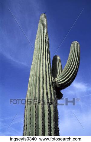 Cactus Extending Into Blue Sky View Large Photo Image Stock Image - Cactus Extending Into Blue Sky. Fotosearch