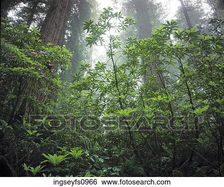 California Redwoods View Large Photo Image Stock Photograph - California Redwoods. Fotosearch