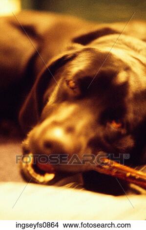 Candy for Dogs View Large Photo Image Picture - Candy for Dogs. Fotosearch