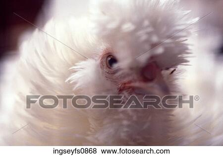Chicken View Large Photo Image Stock Photo - Chicken. Fotosearch