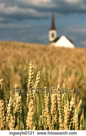 Church In A Golden Wheat Field View Large Photo Image Stock Image - Church In A Golden Wheat Field. Fotosearch