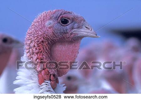 Close Up of Turkey View Large Photo Image Stock Photo - Close Up of Turkey. Fotosearch