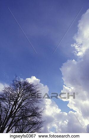Stock Photo - Clouds in Blue Sky with Trees. Fotosearch