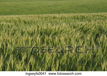 Corn Field View Large Photo Image Stock Image - Corn Field. Fotosearch