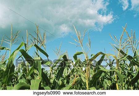 Corn Field View Large Photo Image Stock Image - Corn Field. Fotosearch