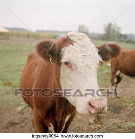 Cow Standing In A Field And Looking At You View Large Photo Image Picture - Cow Standing In A Field And Looking At You. Fotosearch