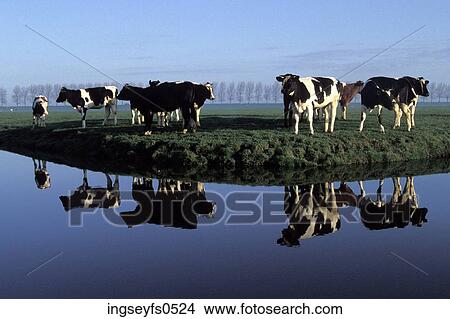 Cows Standing by a River View Large Photo Image Picture - Cows Standing by a River. Fotosearch