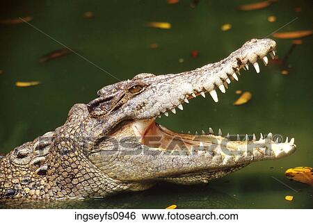 Stock Photograph - Crocodile. Fotosearch